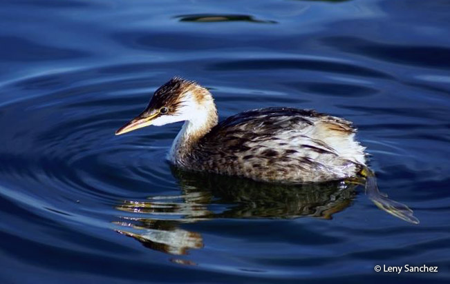 Titicaca-Grebe