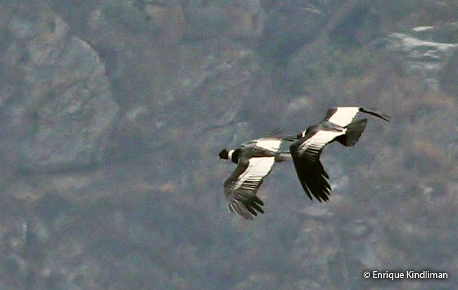 andean-condor