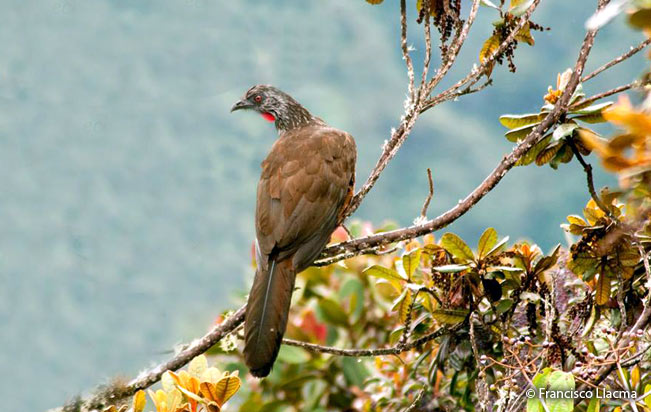 andean-guan