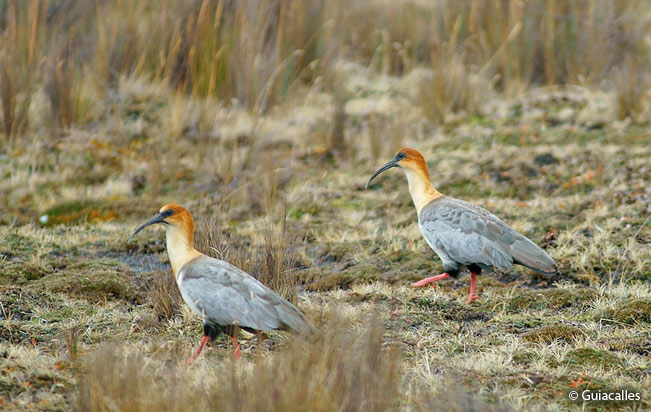 andean-ibis