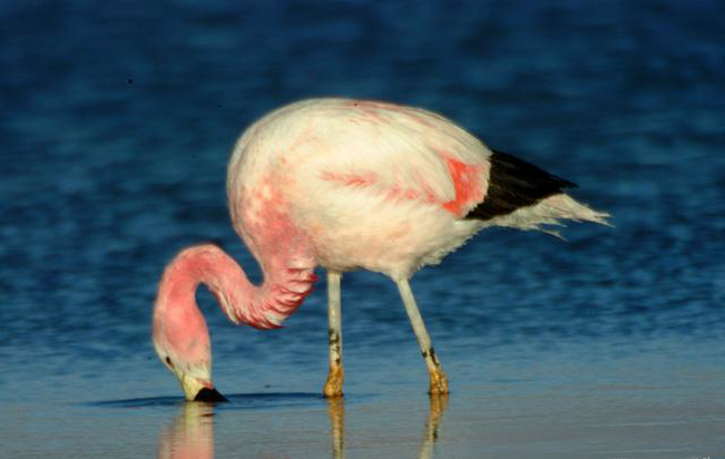 andean_flamingo