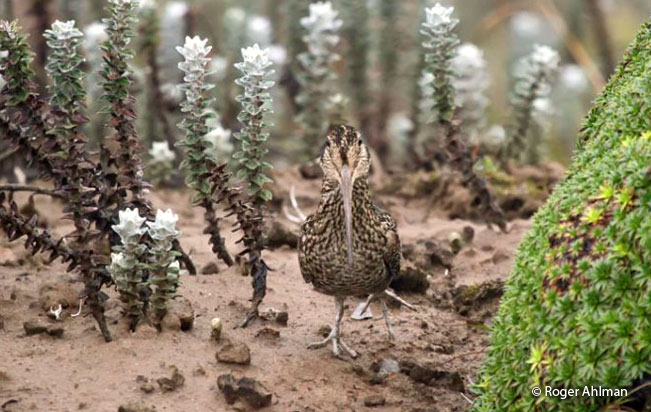 andean_snipe