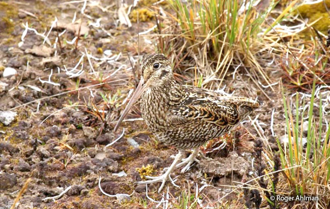andean_snipe