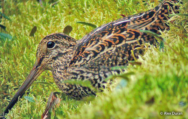 andean_snipe