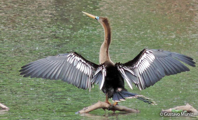 anhinga