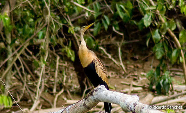 anhinga