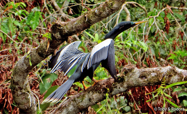 anhinga