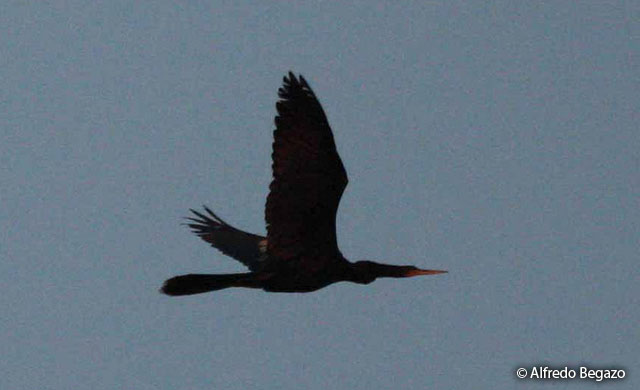 anhinga