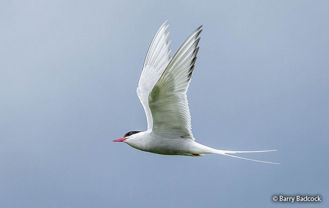 arctic-tern