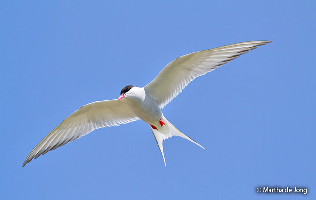 arctic-tern