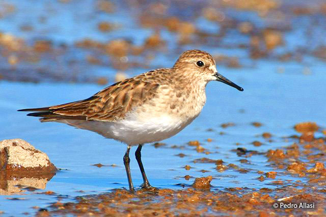 baird's_sandpiper