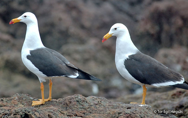 belcher's gull