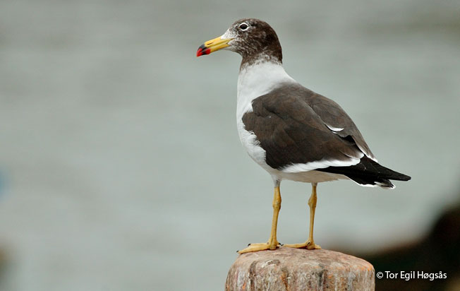 belcher's gull