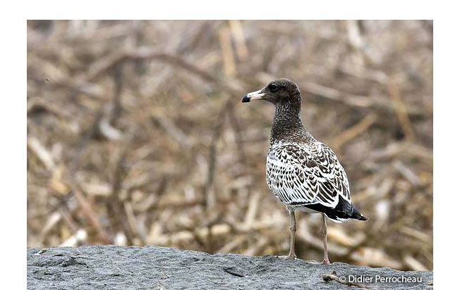 band-tailed_gull