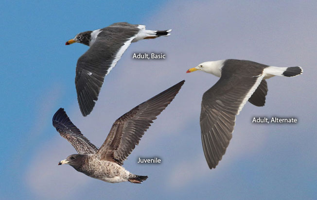 band-tailed_gull