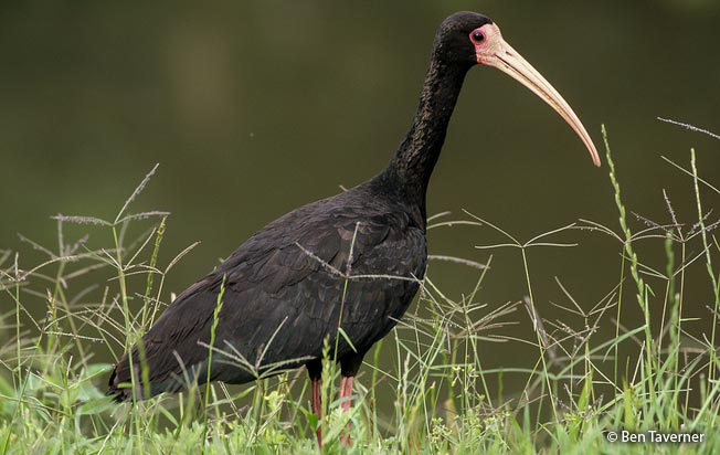bare-faced_ibis