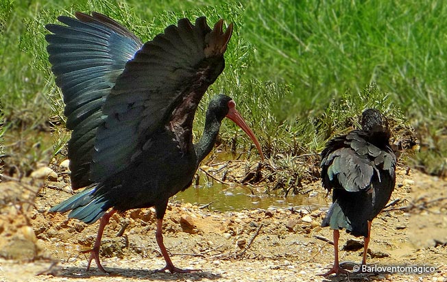 bare-faced_ibis