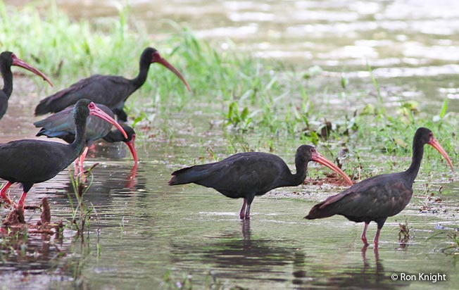 bare-faced_ibis
