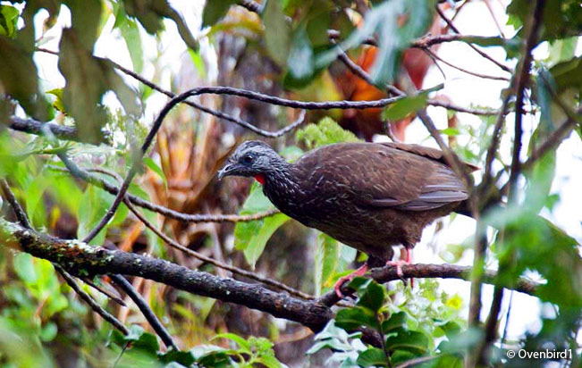 rescue birds upper west side rescue birds upper west side