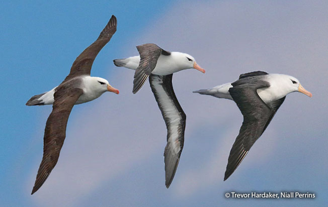 black-browed_albatross