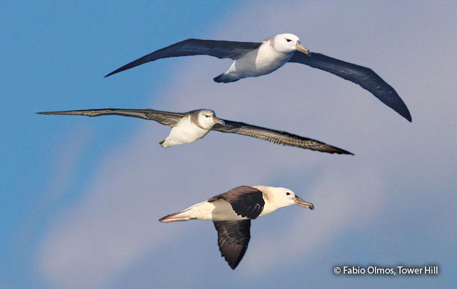 black-browed_albatross