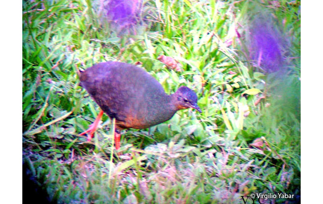 black-capped_tinamou