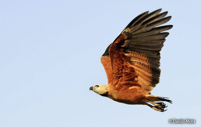 black-collared_hawk
