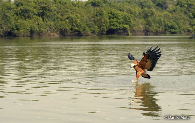 black-collared_hawk