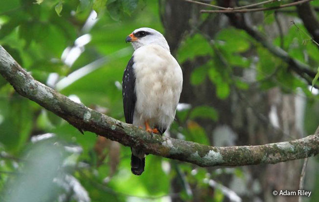 black-faced-hawk