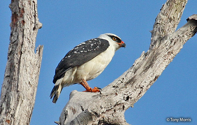 black-faced-hawk