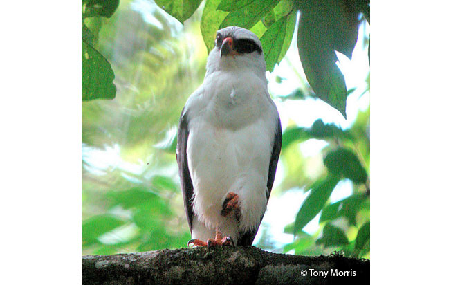 black-faced-hawk