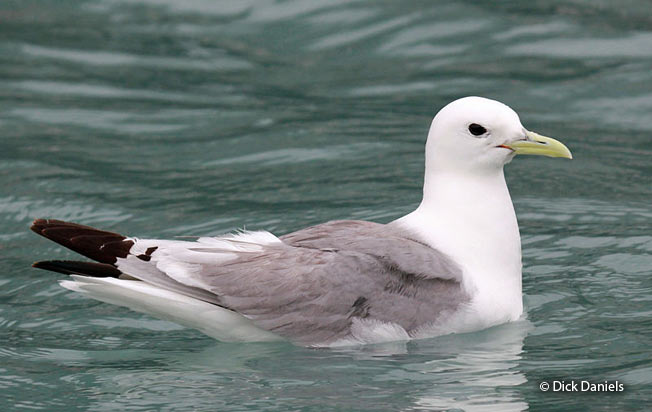 black-legged_kittiwake
