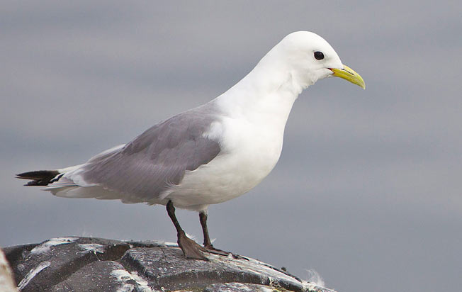 black-legged_kittiwake