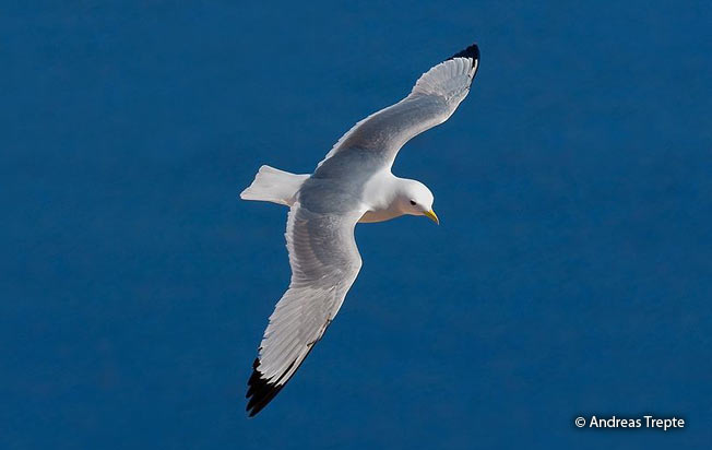 black-legged_kittiwake