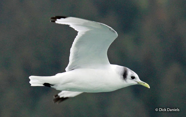 black-legged_kittiwake