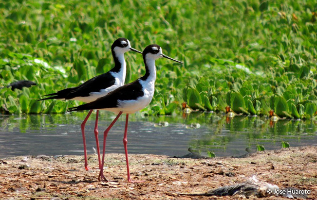 black-necked_stilt