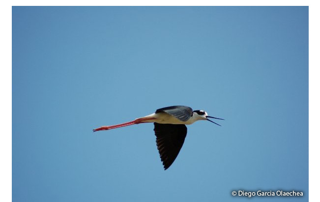 black-necked_stilt