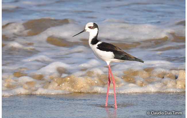 black-necked_stilt