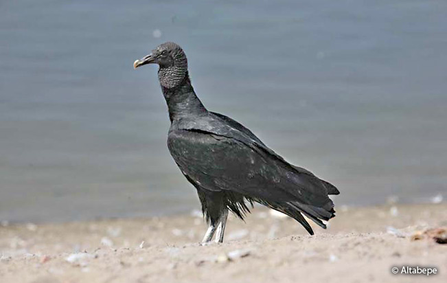 black-vulture