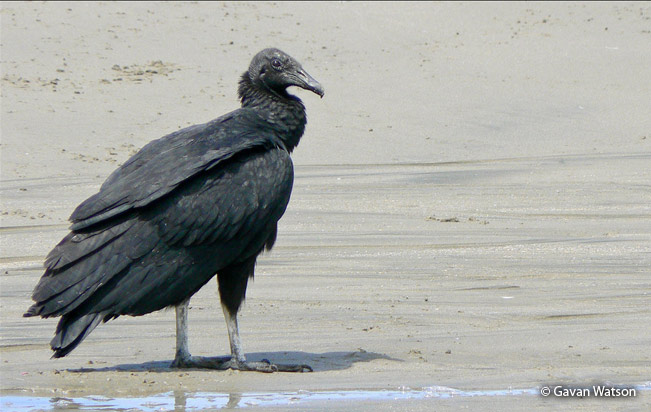 black-vulture