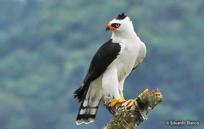 black_and_white_hawk-eagle