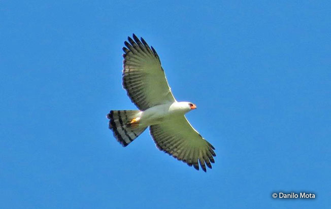 black_and_white_hawk-eagle