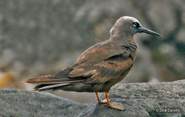 black_noddy