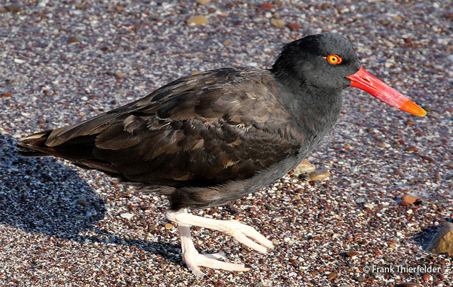 blackish_oystercatcher