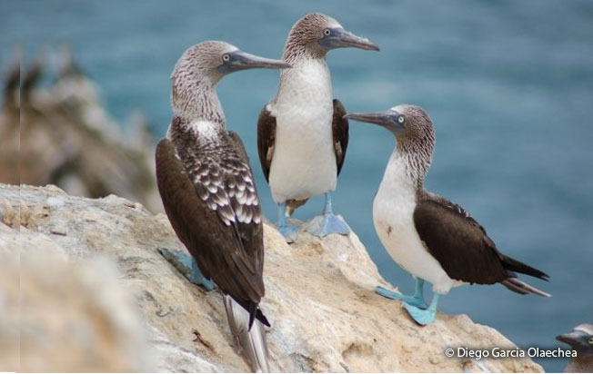 blue-footed-booby