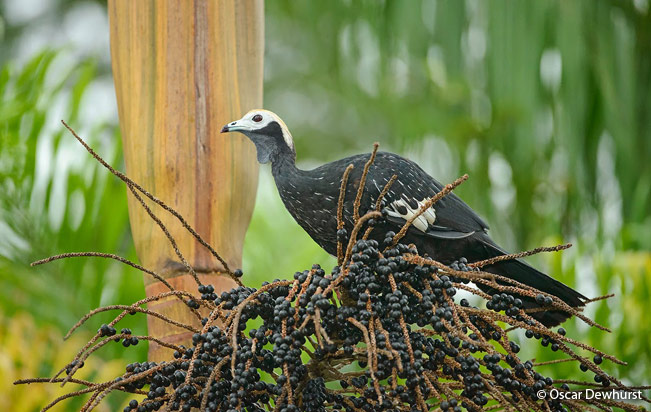 blue-throated_piping-guan