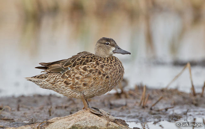 blue-winged_teal