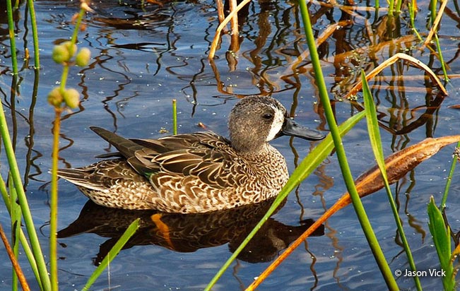 blue-winged_teal