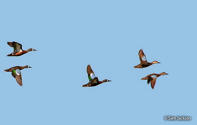 blue-winged_teal