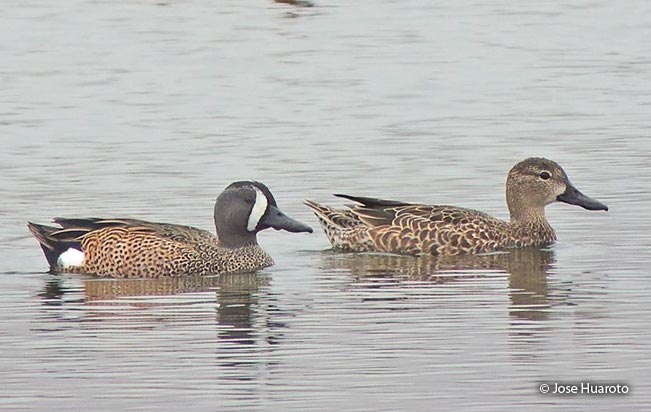 blue-winged_teal